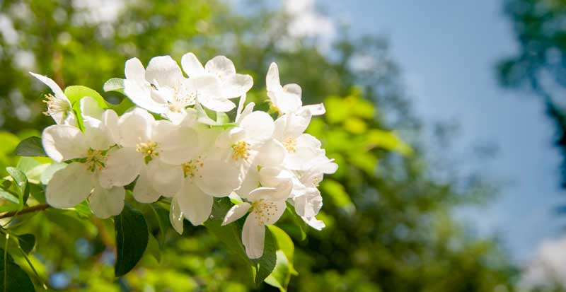 spring maintenance essentials check tires spring flowers