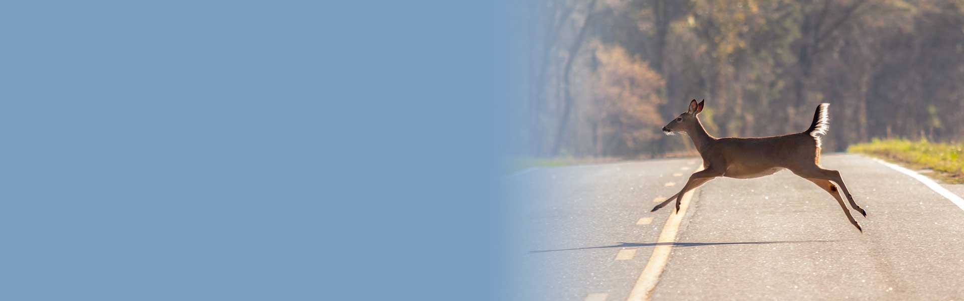 Avoid Hitting Deer: Driving Tips from our Team