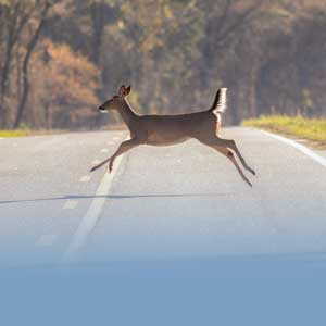 avoid hitting deer 4